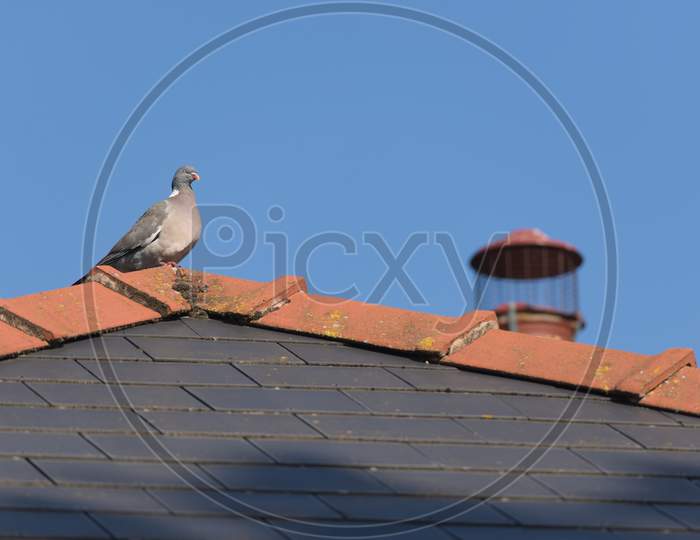 Sunny Wood Pigeon Perched On The Mossy Peak Of A Tiled Roof.