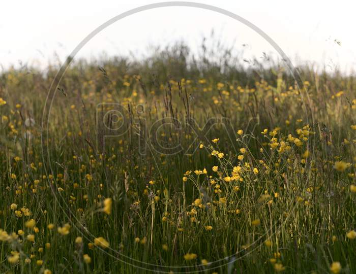 Meadow Textures, With A Patch Of Buttercups Flower That Are Highlighted By A Dappled Patch Of Sunlight.