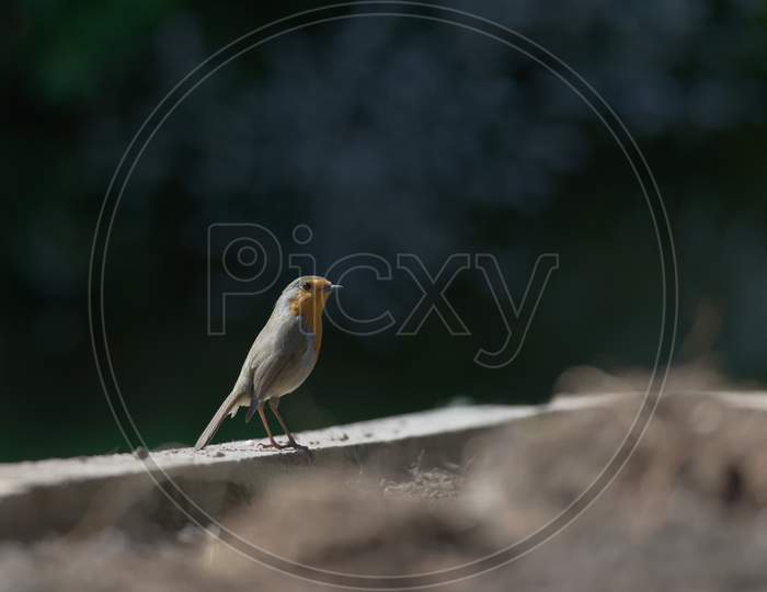 Side Profile As A Red Breast Robin Stands On Wooden Border. Catch Light Sparkles In The Beady Birds Eye.