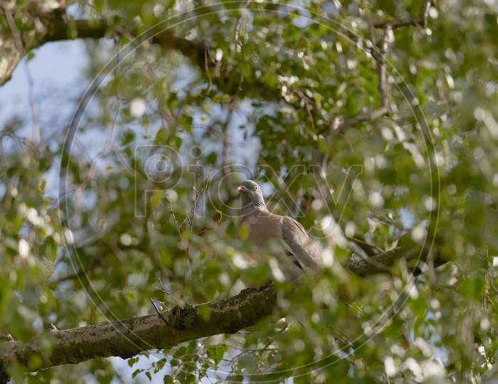 Bright Sunlight Highlights The Face Of A Wood Pigeon Amongst Leaves.