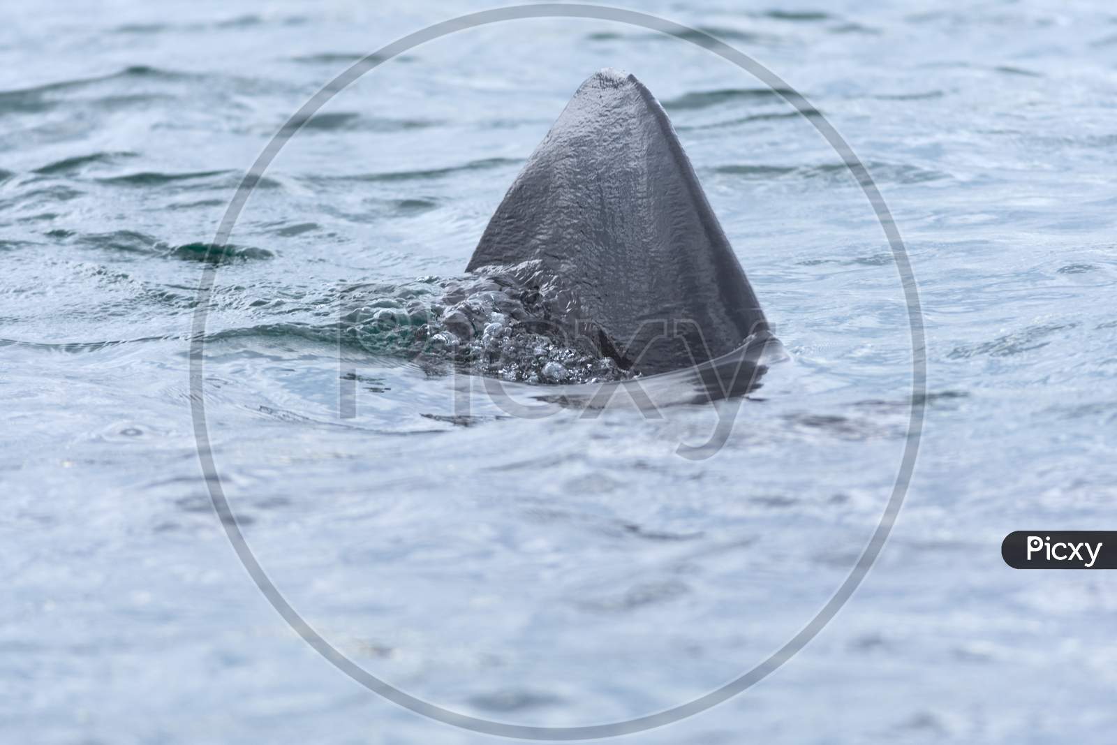 2 - Basking Shark Dorsal Fin Bubbles Water As It Approaches Forwards