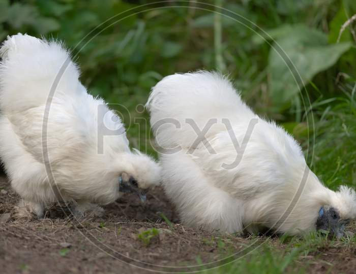 Two Pet Silkie Chickens Forage For Food.