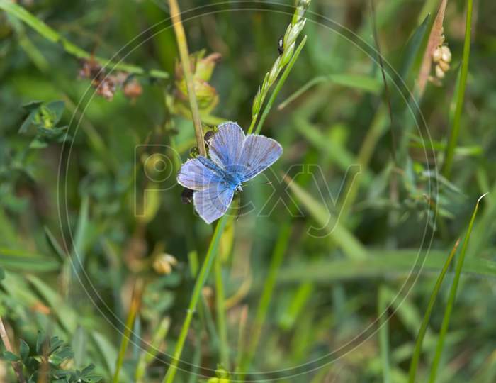 5 - Common Blue Butterfly Looks Right Into The Frame With Copy Space.