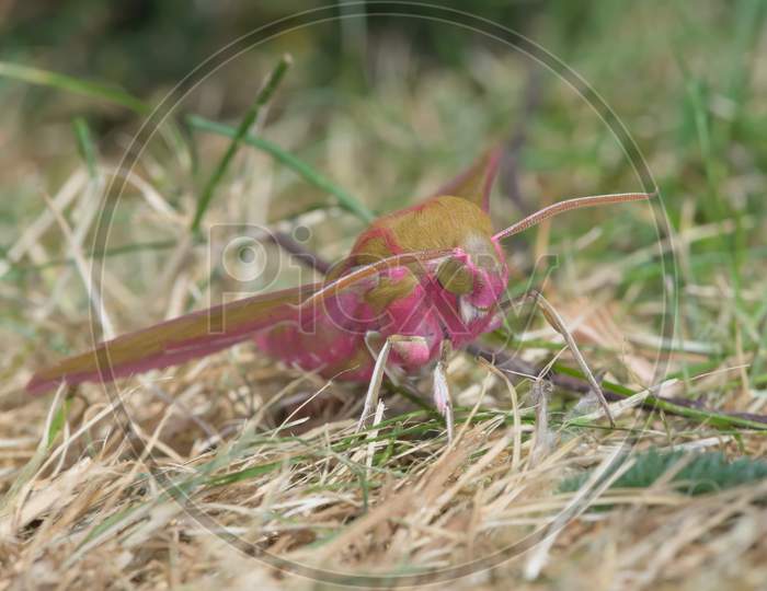 Portrait Of Large Elephant Hawk Moth On Dry Grass Showing Its Face.