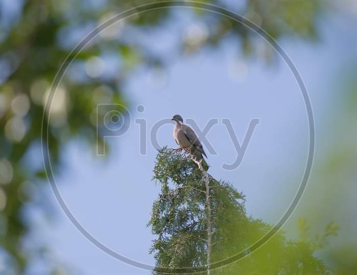Distant Majestic Portrait Of A Wood Pigeon On Top Of An Evergreen Tree