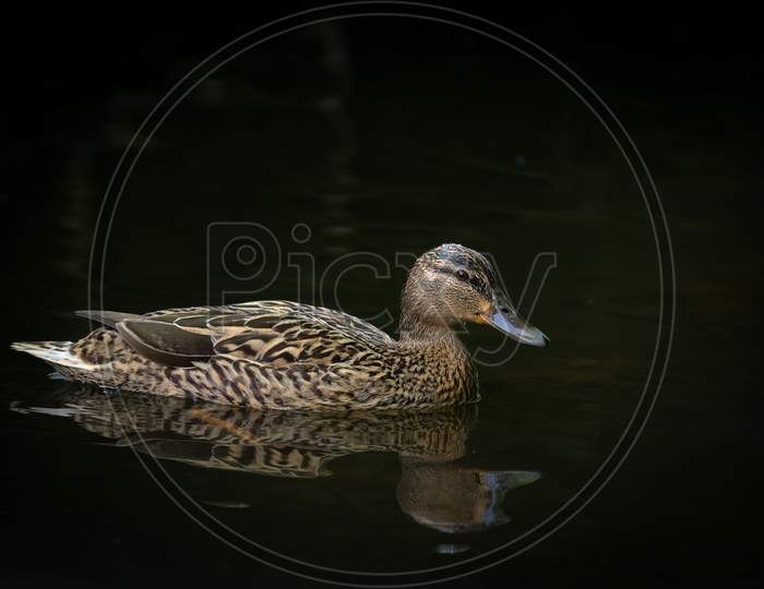 Female Mallard Duck On Water Black Background