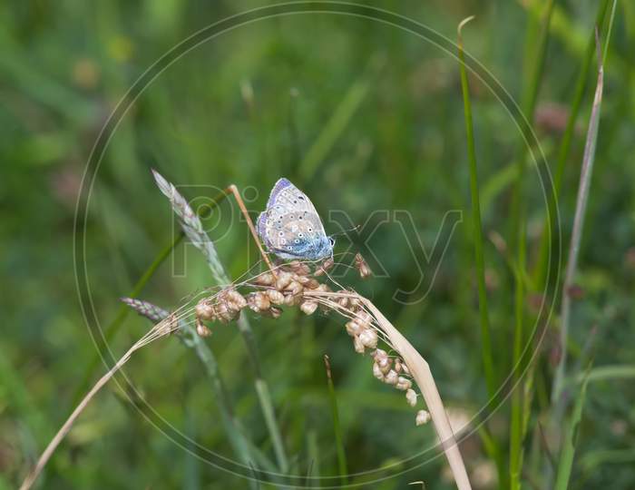2 - Brighter Side Profile Of A Common Blue Butterfly