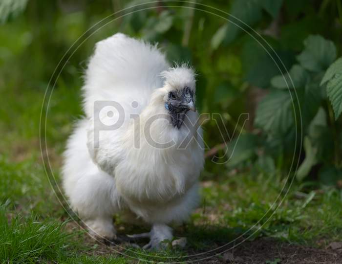 Pet Silkie Bantam Chicken Walks Towards The Camera