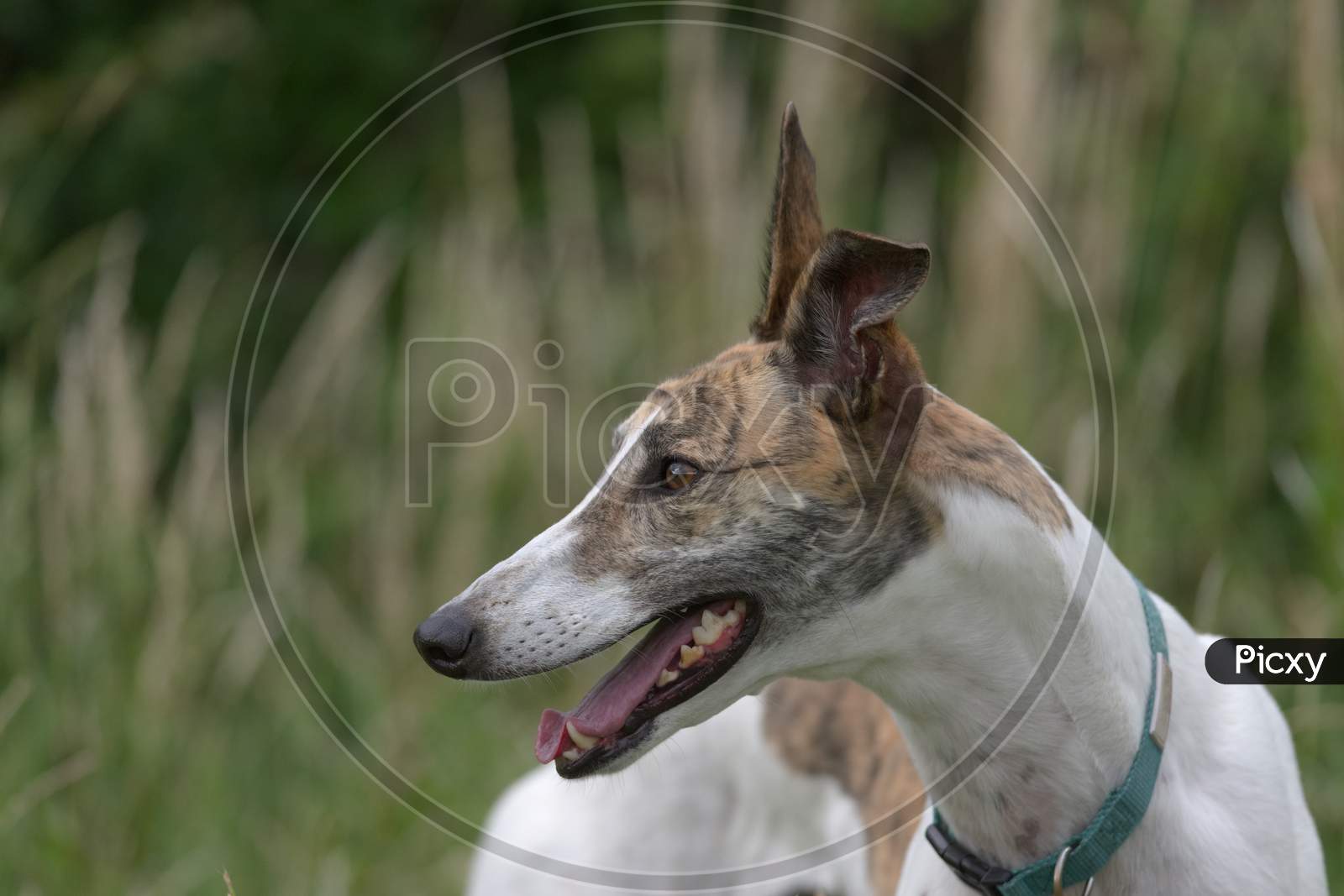 Photo greyhound portrait, dog head profile