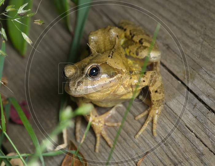 Common Frog Leans Towards Camera, Sat On A Slanted Plank Of Wood.