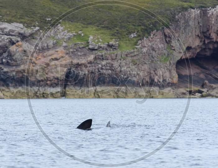 Basking Shark Swims Away From A Geological Rock Cave Background