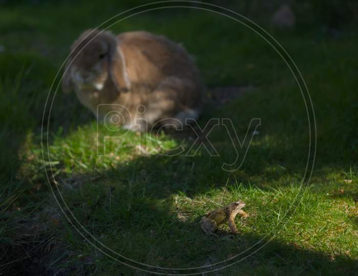 Rare Scene Of A Frog Next To A Dwarf Lop Rabbit. Lit By Dappled Evening Sunlight