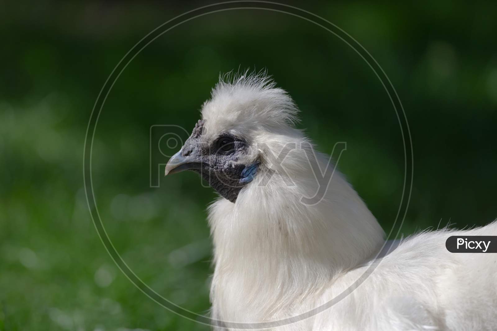 Close Up Side Portrait Of A Pet Silkie Chickens Face