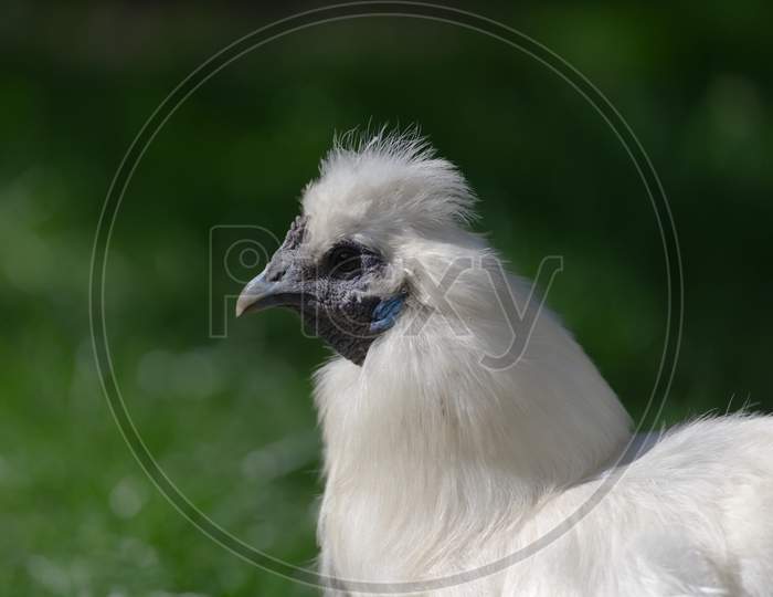 Close Up Side Portrait Of A Pet Silkie Chickens Face