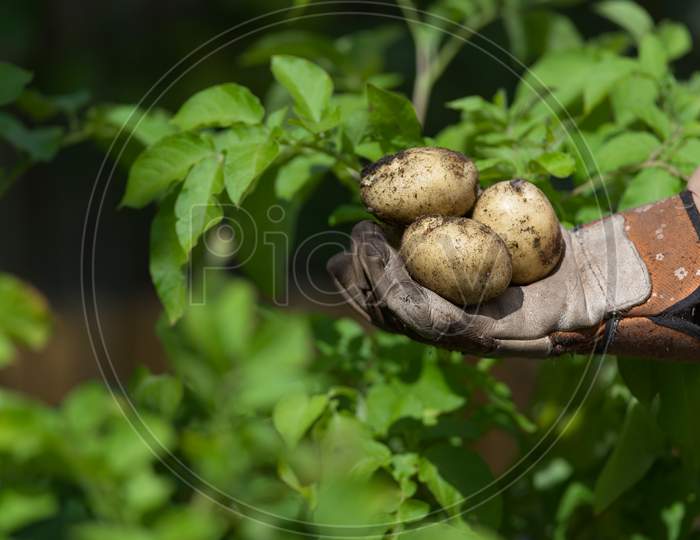 Gloved Hand Show A Variety Of Fresh Muddy Picked Home Grown Potatoes, Green
