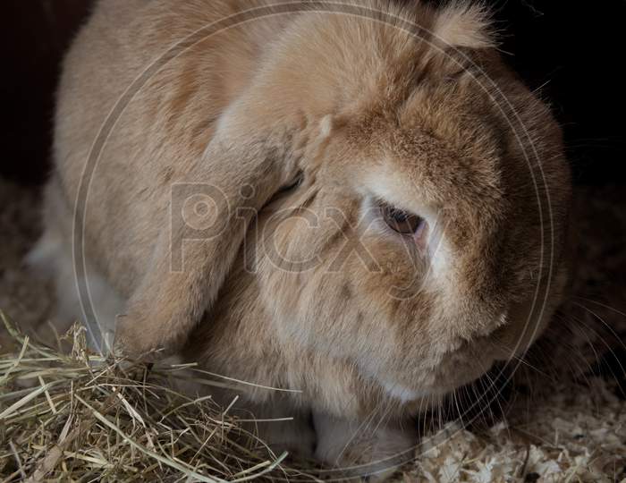 Pet Rabbit, Dwarf Netherlands Lop, Sits Amongst Sawdust And Hay. Appears Moody With A Dark Background From The Flash.