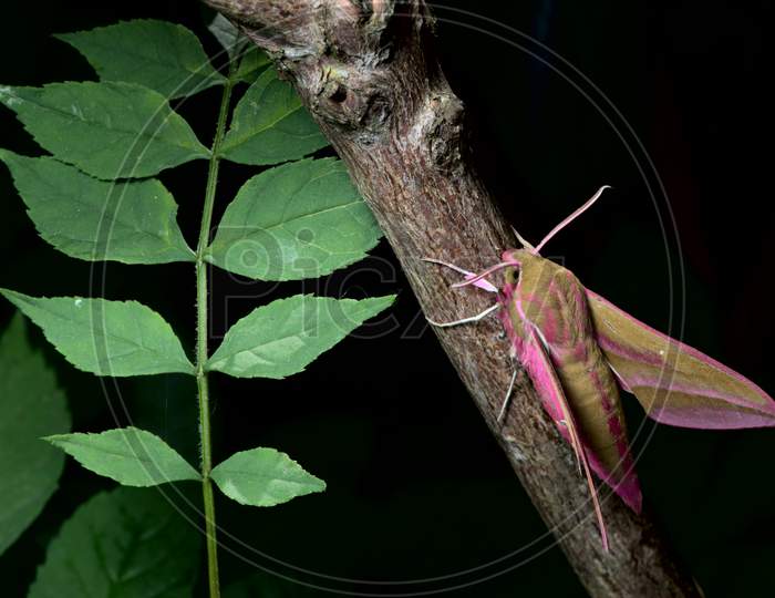 Large Elephant Hawk-Moth Perches On A Red Barked Branch, Adjacent To Young Green Leaves.