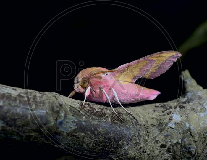 Small Elephant Hawk Moth Stands Out With Its Vibrant Colors On A Large Branch Against A Black Background.