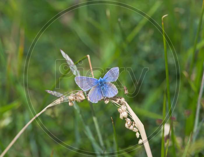 4 - Common Blue Butterfly Spreads Vivid Blue Wings, Overhead View.