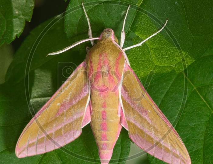 Bright Mustard And Pink Coloration Of This Large Elephant Hawk Moth Makes Is Stand Out From The Leaves.