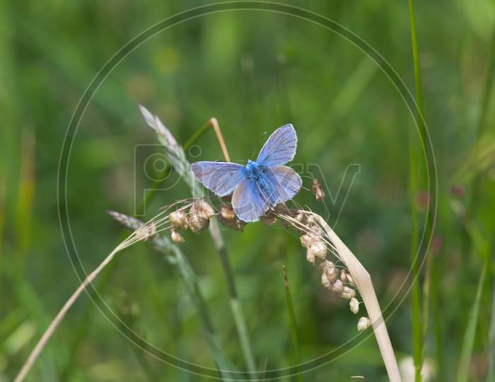 3 - Common Blue Butterfly Spreads Vivid Blue Wings
