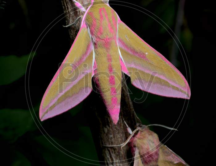 Large And Small Colorful Elephant Hawk Moth Side By Side For Comparison, On A Branch.
