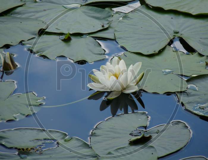 Tranquil Lily On Still Blue Lake Water With Lily Pads