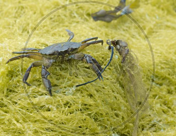 On Yellow Seaweed, A European Green Shore Crab.