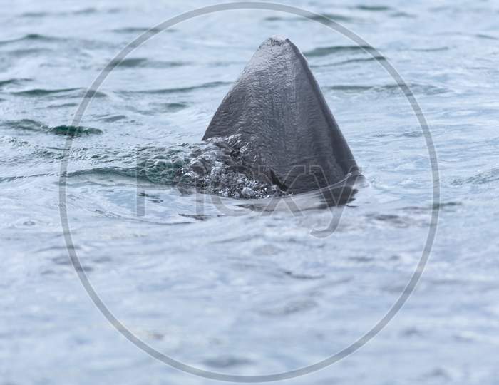 2 - Basking Shark Dorsal Fin Bubbles Water As It Approaches Forwards