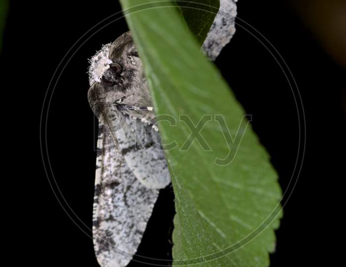 Surprising Peppered Moth Face Portrait As Its Brightly Lit Curving Round A Green Leaf.