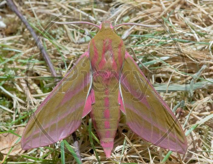 Image Of The Wings And Back Of A Large Elephant Hawk Moth On Dry Grass.