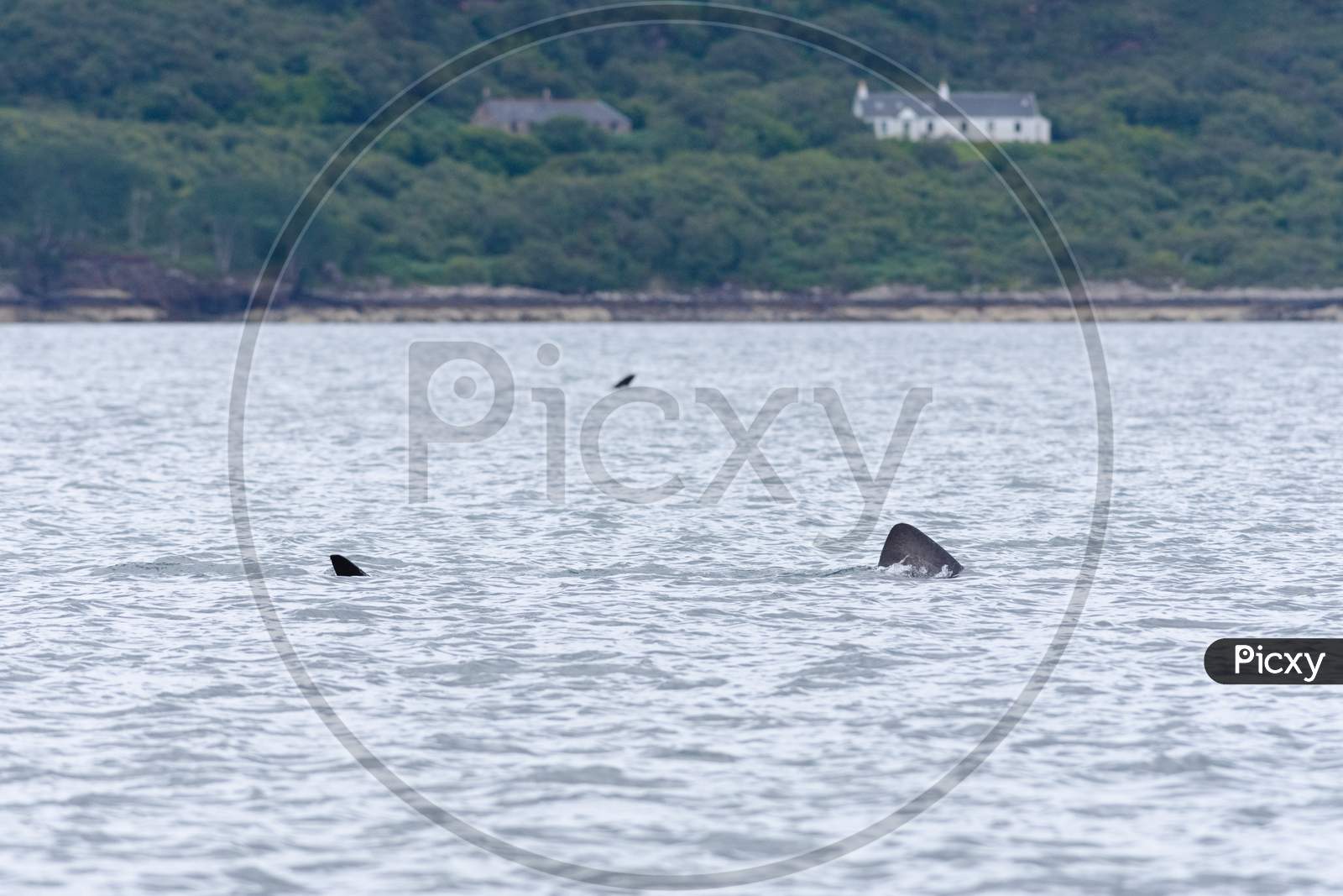 Two Basking Sharks Cross Paths Small Island Homes In The Background.