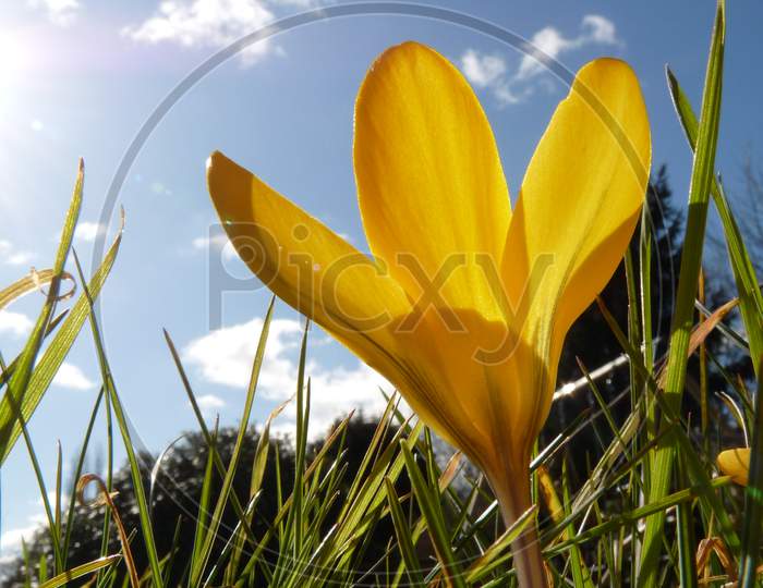 Flowering Yellow Crocus Grows Up Towards The Sunlight.