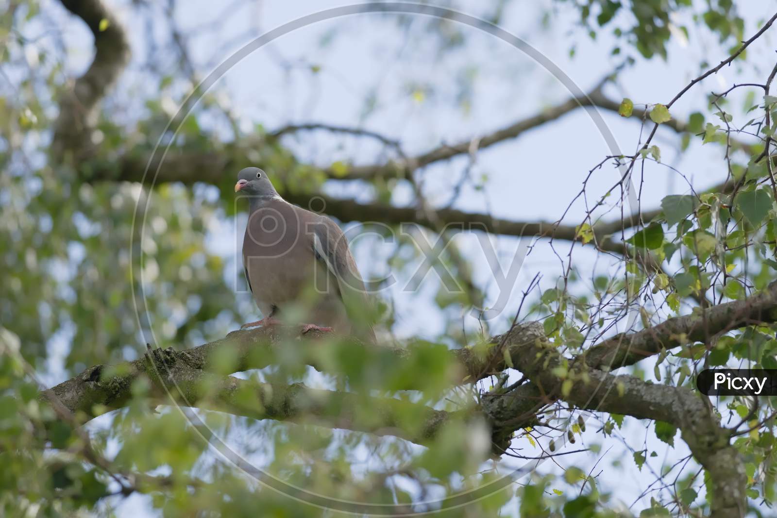 Wild Wood Pigeon Sat On Birch Tree Branch Amongst Green Leaves