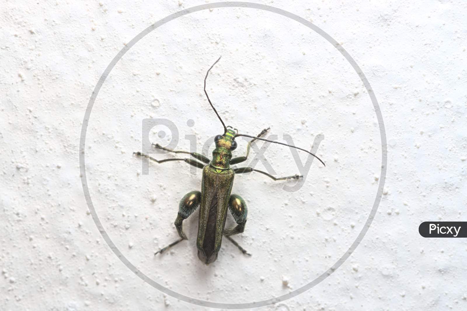 Male Oedemera Nobilis, Aka False Oil Beetle, Is Clearly Pictured Against The Lumpy White Paint Of A Wall.