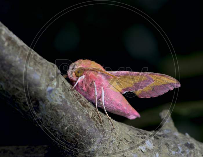 Small Elephant Hawk Moth Stands Out With Its Vibrant Colors On A Large Branch Against A Dark Background.