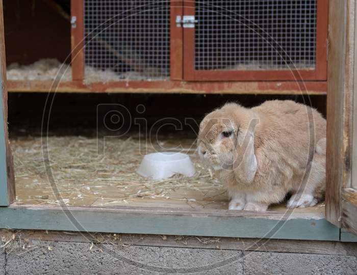 Closer In, Small Lop Ear Pet Rabbit Looks Out From Hutch Within A Shed.