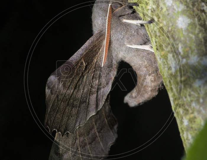 Poplar Hawk Moth Shows Its Upwardly Curved Body, And Extensive Wings. Dappled Day Sunlight, Plain Dark Background.