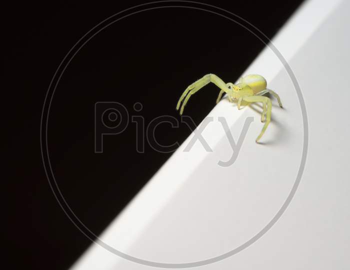Black Footed Yellow Sac Spider Walks The Sharp Edge Between Black And White