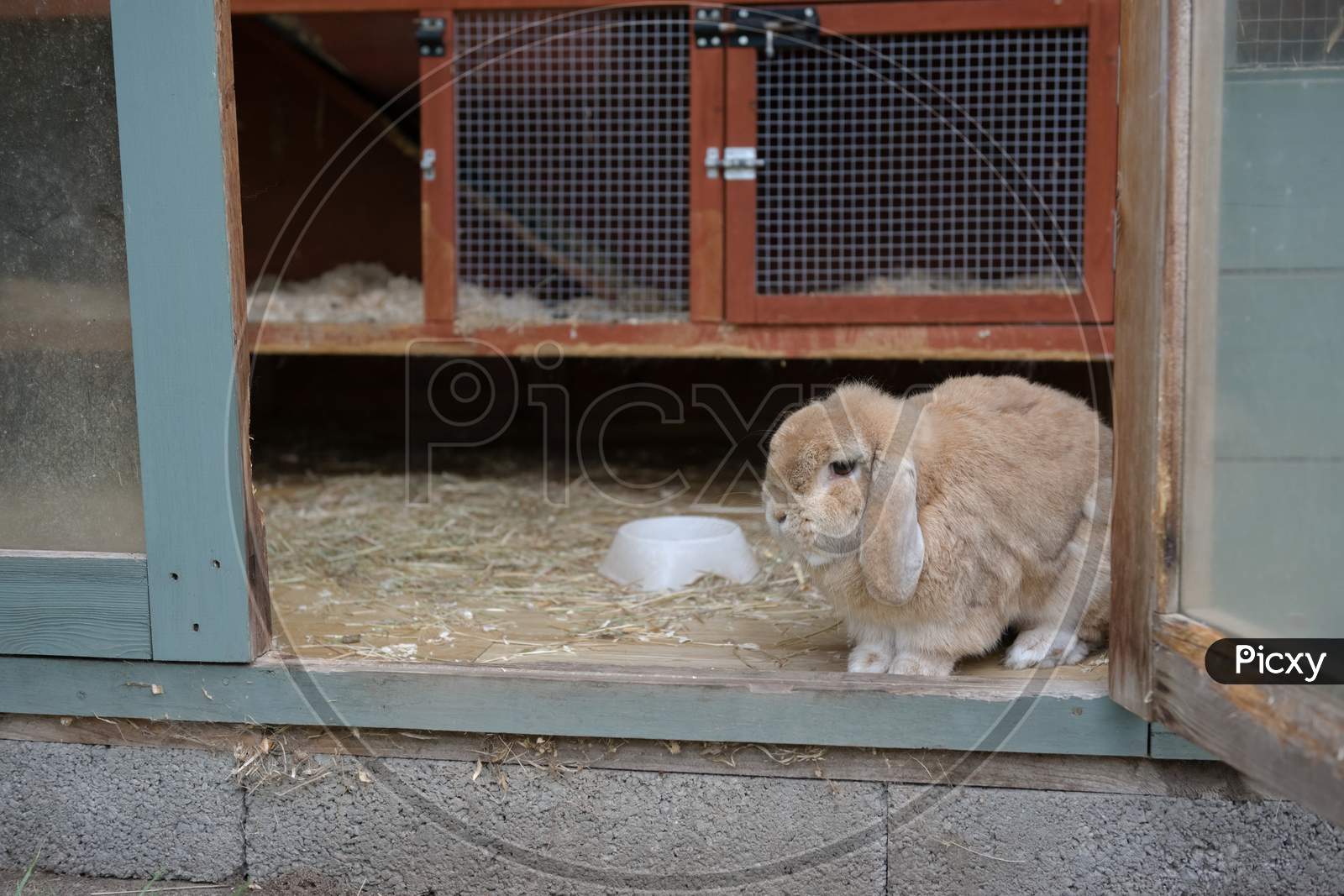 Small Lop Ear Pet Rabbit Looks Out From Hutch Within A Shed.
