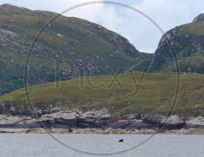 Rugged Isle Of Raasay Landscape Behind Emerging Basking Shark Fins.