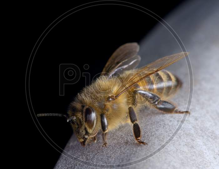 2 - Resting Honeybee Closer In