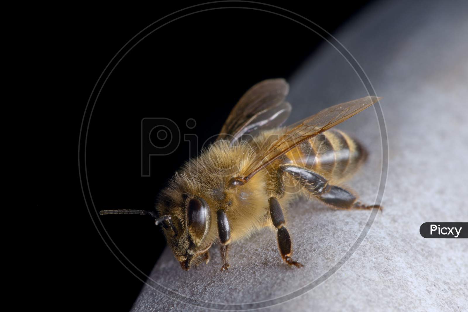 2 - Resting Honeybee Closer In