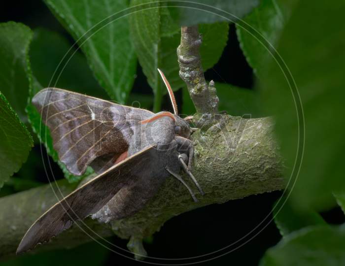 Front, Side On View Of A Large Poplar Hawk Moth As It Rests On A Thick Branch, Green With Lichen.