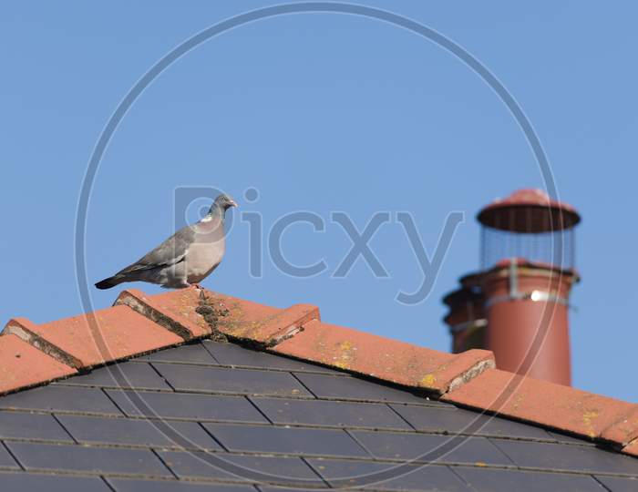 Sunny Wood Pigeon Perched On The Mossy Peak Of A Tiled Roof, Higher