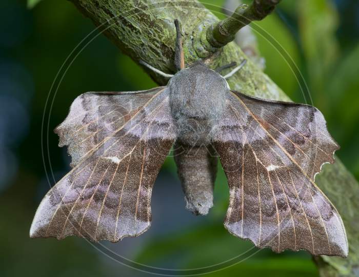 Rich Detailed Image Of A Large Poplar Hawk Moth And Its Big Spread Wings. Blue And Green Smooth Background.