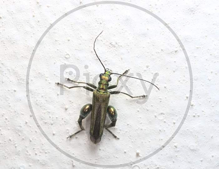 Male Oedemera Nobilis, Aka False Oil Beetle, Is Clearly Pictured Against The Lumpy White Paint Of A Wall.