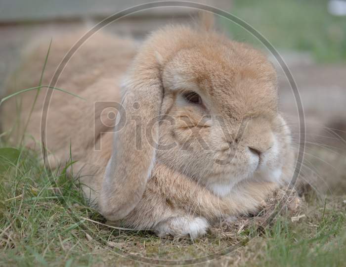 Sandy Netherlands Dwarf Lop Rabbit Lies Among Scrub Grass, Looking Dozily At The Camera.