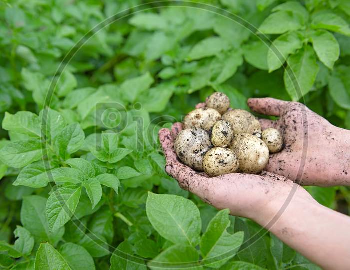 Wider Angle Image Of Home Grown Potatoes Freshly Picked
