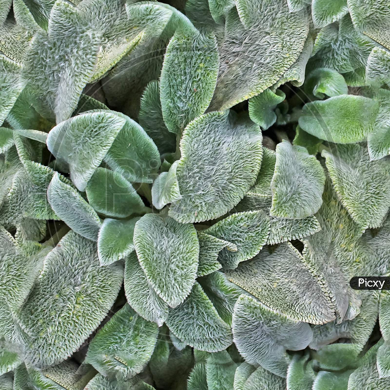 Photo Realistic Seamless Texture Pattern Of Organic Plant Leaves.